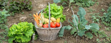 garden-vegetable-basket