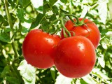 vine-ripened-tomato